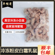 Vacuum Frozen Little White Rat Milk Rat Pink Peel White Cream Frozen Vacuum Rat Milk Rat Repo feed frozen convenience that is used