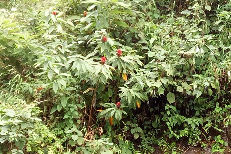 5斤包邮现采野生中草药樟柳头 白石笋 广商陆 观音姜 山冬笋 横柯