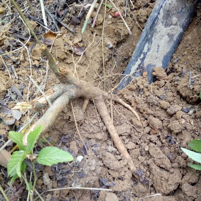 5斤包邮新鲜现采野生中草药材赛葵 黄花草 黄花棉 野油菜 臭矢菜