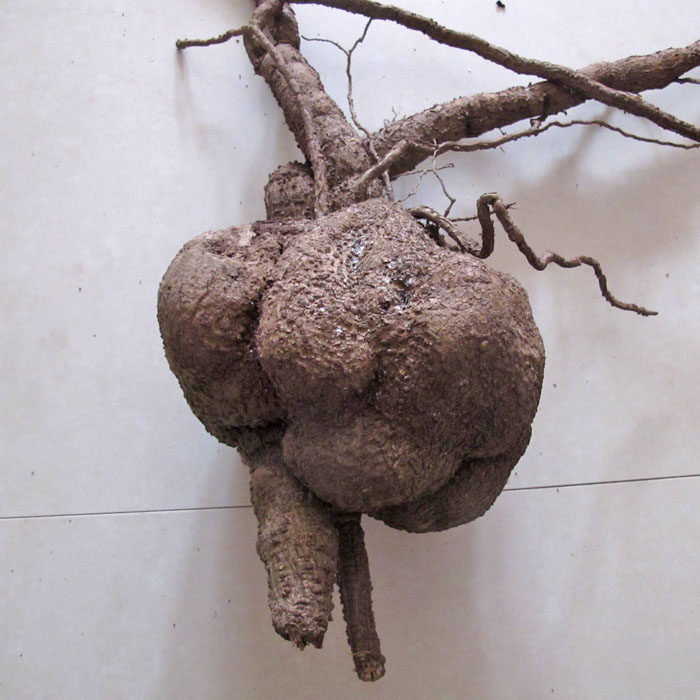 5件包邮现采野生中草药材地不容 山乌龟 地乌龟 白地胆 荷叶暗消