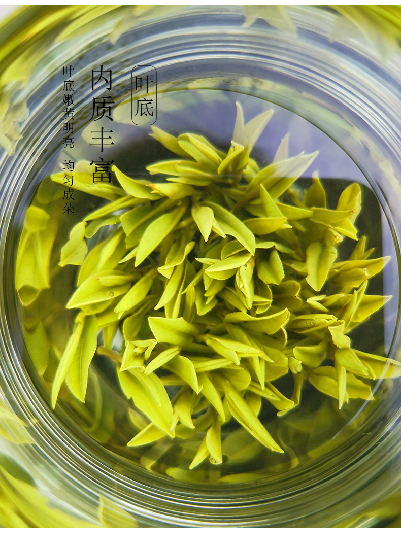 【2019新茶】抱儿钟秀霍山黄芽正宗高山黄芽袋装黄茶自饮茶叶100g