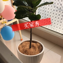 The imported coconut palm Silk will have a little coconut shell 100 grams a serving 1 5 liters