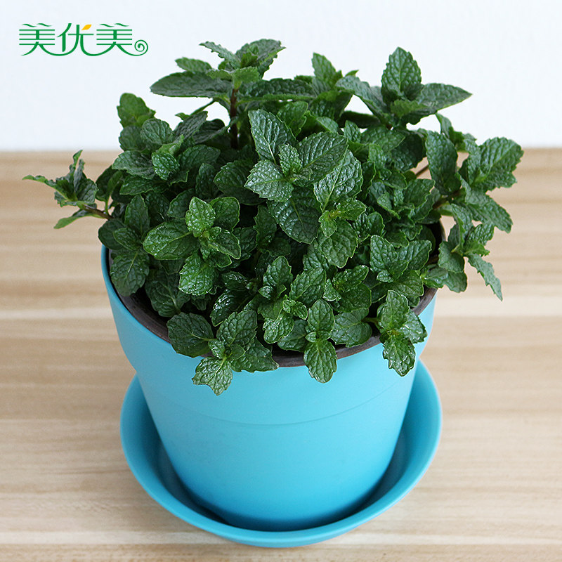 食用薄荷盆栽厨房香草植物提神调酒办公室绿植香薄荷叶柠檬薄荷苗_7折