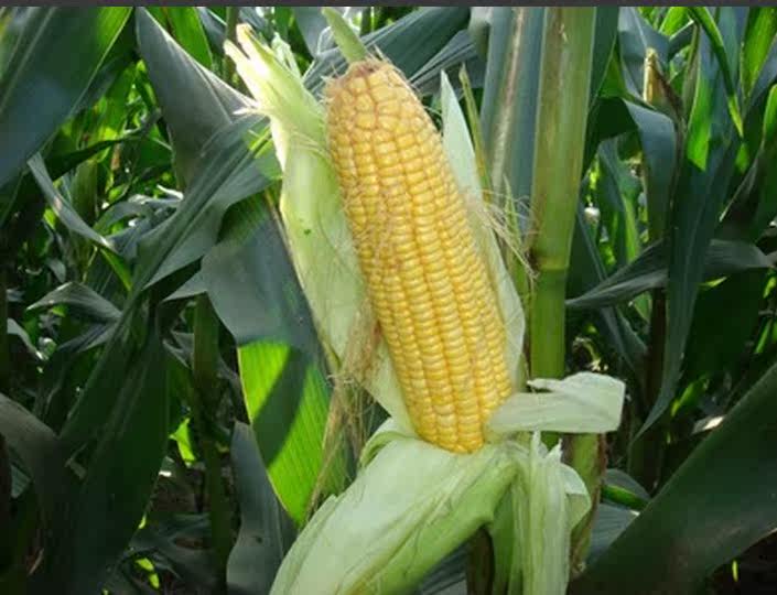 云南青玉米农家甜脆新鲜玉米棒4斤包邮