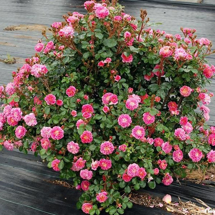 【御安园艺】欧月 宝藏 淡香超级勤花爱开 微型月季玫瑰花苗盆栽_7折