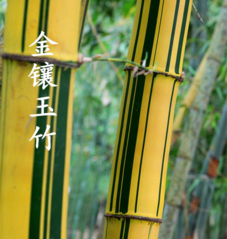 庭院观赏竹子/金镶玉竹苗/紫竹苗 /早园青竹趣味美观四季常青_双氙