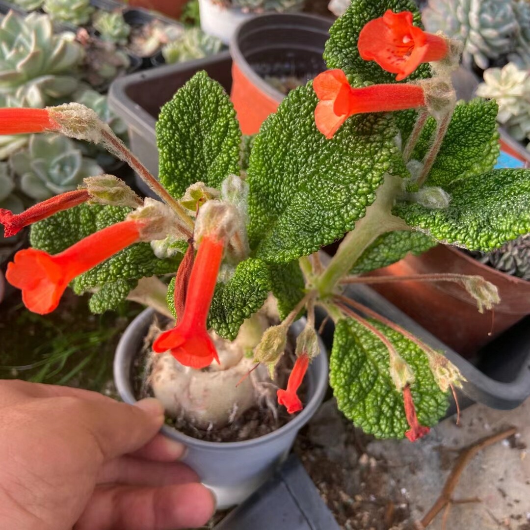 断崖女王 球根多肉植物可一物一拍 苏西的花园阳台盆栽迷你奇趣