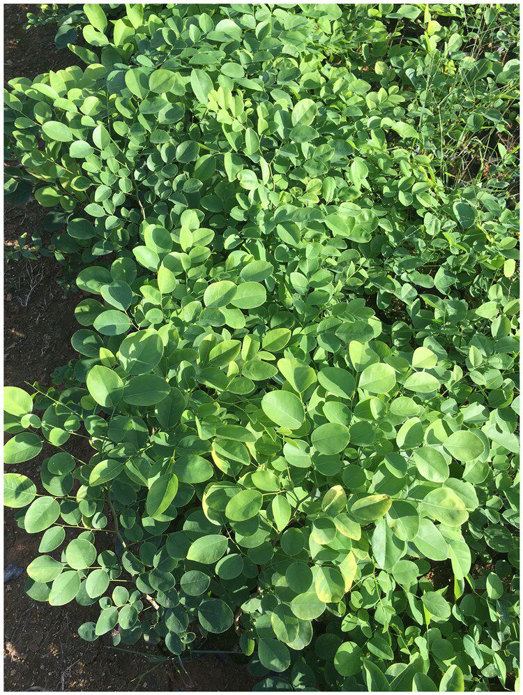 老挝大红酸枝苗交趾黄檀树苗酸枝木苗红酸枝树苗名贵珍稀树苗