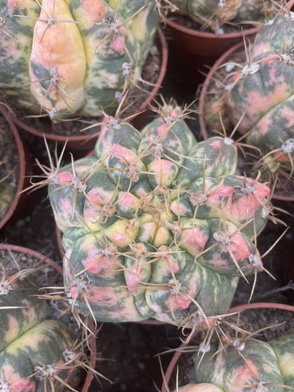Rare Neptune Jin Cactus Ball indoor and outdoor balcony radiation-proof formaldehyde absorbing pot with soil, good shipping
Rare Neptune Jin Cactus Ball indoor and outdoor balcony radiation-proof formaldehyde absorbing pot with soil, good shipping