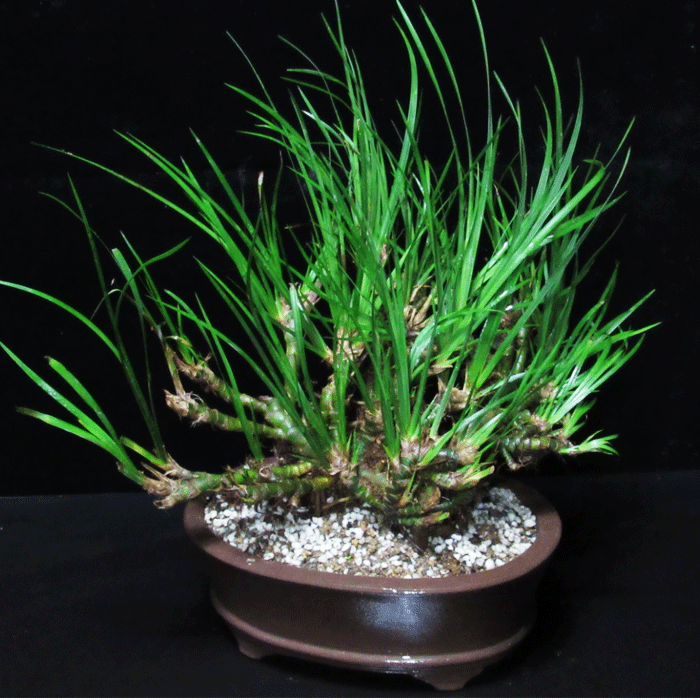 野生九节菖蒲 虎须龙根菖蒲 造型盆景吸甲醛