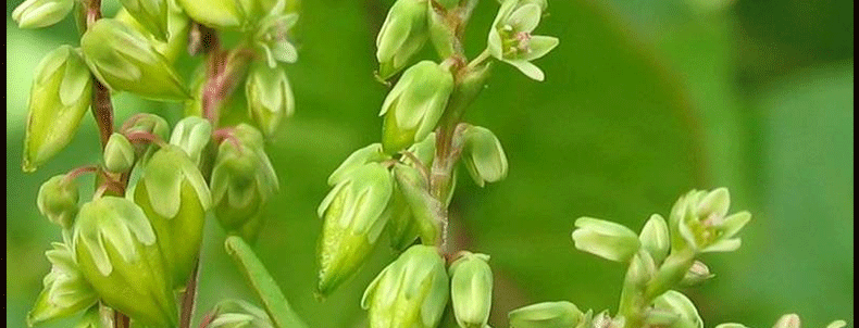 送120克 彝乡人黑苦荞茶530克 全胚芽荞麦茶 四川凉山苦荞茶袋装