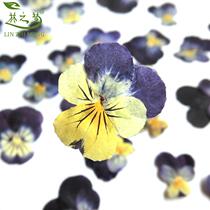 Two-color cordierite butterfly flower water lotus hair scopoly flower dried flower specimen crystal epoxy mobile phone case sticker face makeup material