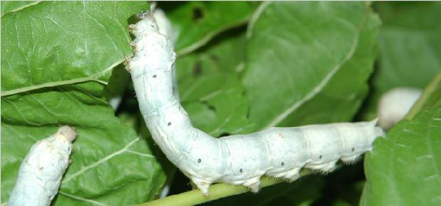 柞蚕是北方生在的野蚕.