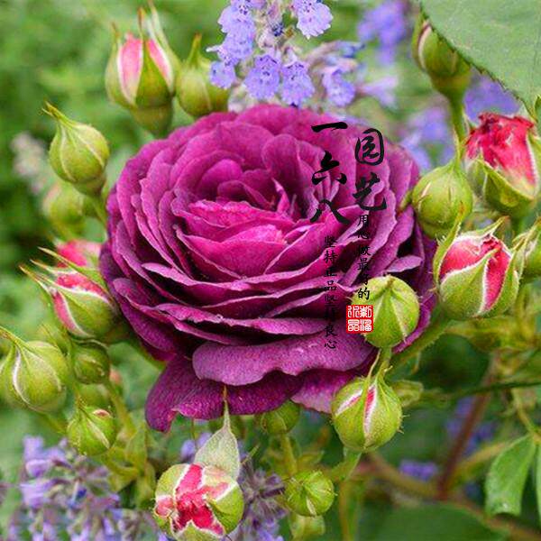 欧月浓香海潮之声月季花浓香型多头灌木丰花月季花勤花易养