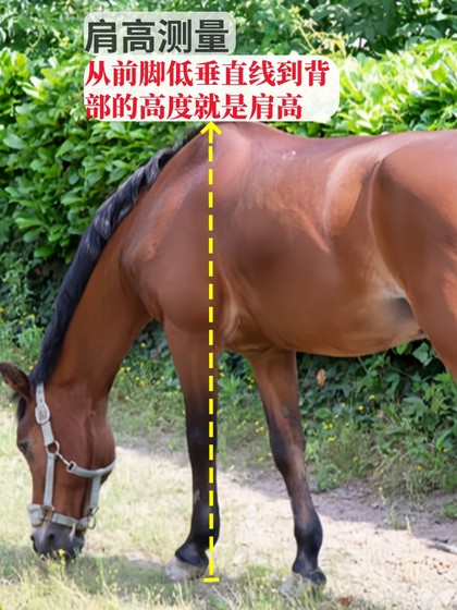 말 하네스 말 굴레 말 케이지 커버 말 입 케이지는 질긴 물 길이 말 훈련 말장 용 머리 말 장비와 함께 제공됩니다. 말 하네스 말 굴레 말 케이지 커버 말 입 케이지는 질긴 물 길이 말 훈련 말장 용 머리 말 장비와 함께 제공됩니다.