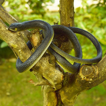 Soft glue snake scary simulation trick props April Fools Day fake snake simulation snake toy field snake tremolo