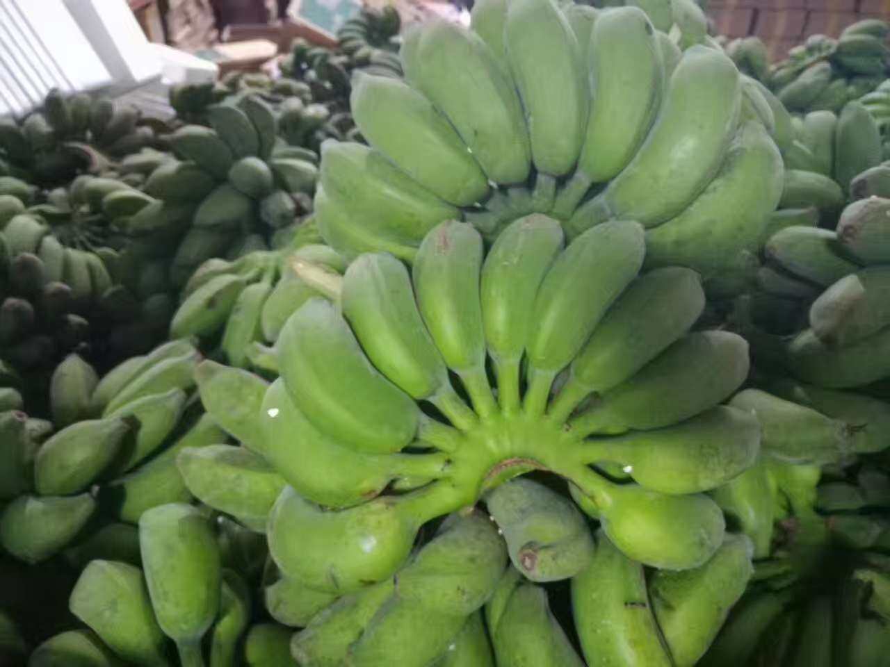 新鲜水果香蕉 小米蕉 西贡蕉 小芭蕉 皇帝蕉 苹