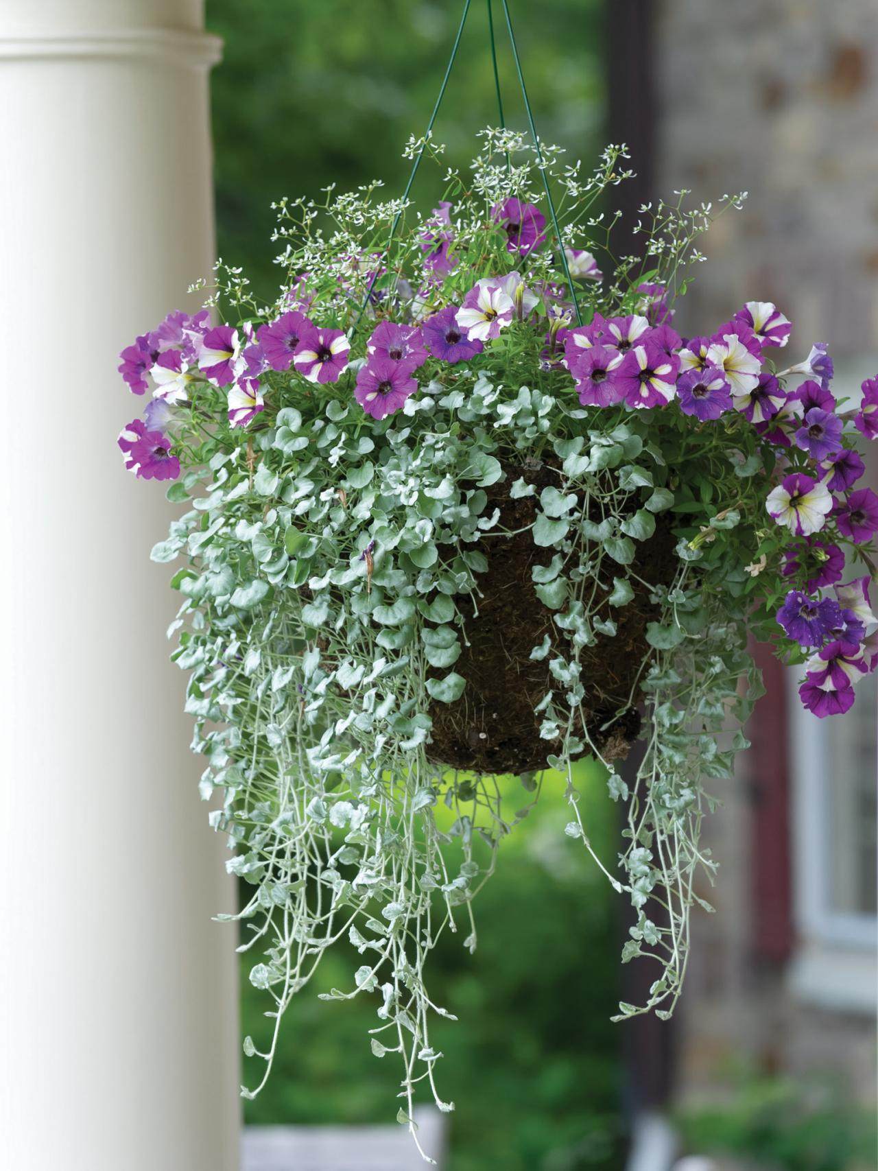 马蹄金银瀑花苗花卉盆栽观花植物草花花苗易养活新品推荐满百包邮