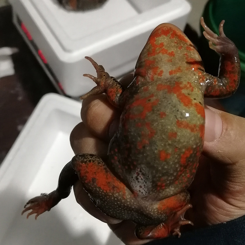 东北活林蛙黑龙江蛤士蟆活体20头/斤母豹子母蛤蟆哈什蚂顺丰包邮