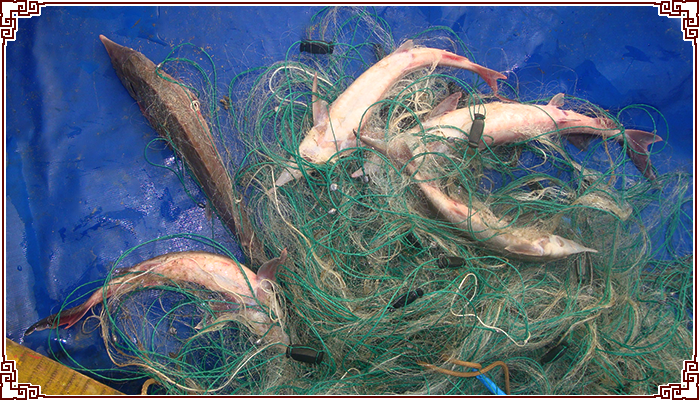 [全鱼宴]黑龙江野生活鱼江鱼鲟鳇鱼七粒浮子大鲟鱼肉4斤装包邮