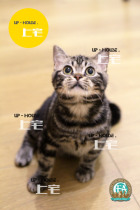 UP-HOUSE▲CFA purebred American shorthair American short silver tabby live pet cat▲LL▲DD