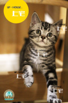 Upper house U P-H O U S E.C. F A pure breed American short hairy cat beauty short silver tiger spotted living pet cat-USR C D D D