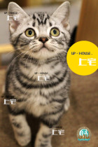 Upper House Cat House Feline C F A Pure Breed American Short Hairy Cat Racing Class Beauty Short Silver Tiger Spotted Living Pet Young Cat K O Gs DD D