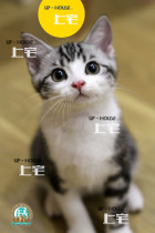 On the HOUSE UP-HOUSE ▲ CFA American shorthair cat beautiful short silver tabby plus white living cat ▲ DOVE ▲ DD