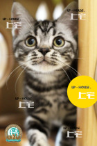 Upper house cat house U P-H O U S E.C. F A US short hairy cat beauty short silver tiger spotted living pet feline Fo Fo Mem M M