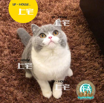 UP-HOUSE Mansion Mansion C F A pure breed British short hairy cat Inn short blue cat Blue and white living darling N N BM M Australia Blood