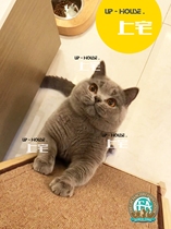 Shangzhai▲CFA purebred British shorthair competition-level British shorthair blue cat living pet kitten Australian blood KY▲DD