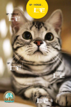 Shangzhai UP-HOUSE ▲ CFA American Shorthair Cat Race US Short Silver Tiger Spot Live Pet Kitty Roo▲ MM