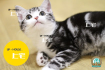 Mansion mansion C F A pure breed American short hairy cat beauty Short silver tiger zebra with white cheese Living Pet Feline M O A Mem M M