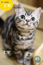 On the HOUSE UP-HOUSE ▲ CFA American shorthair cat beautiful short silver tabby plus white living cat ▲ VACY ▲ MM