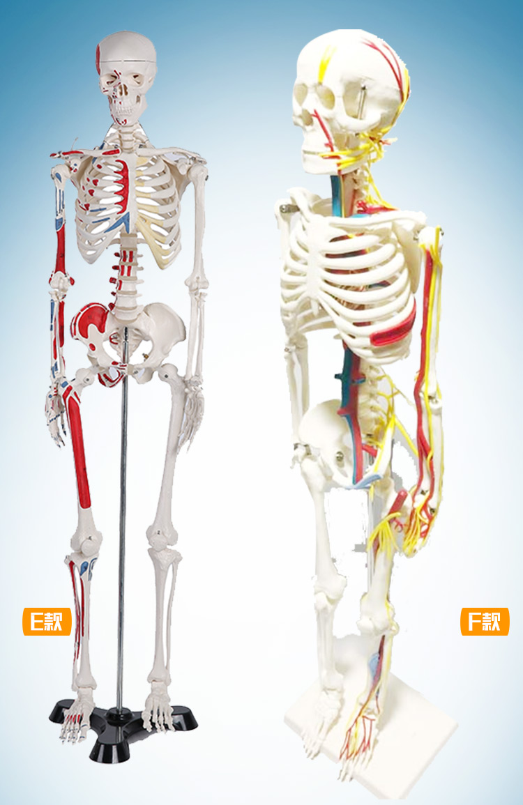 人体骨架模型示意图图片