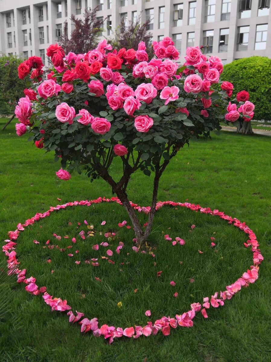 高档国月树桩月季花苗植物玫瑰大花浓香四季开花别墅庭院盆景花卉