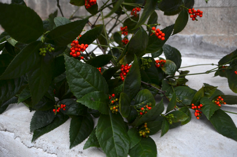 九节茶 草珊瑚 接骨莲 九节风 新鲜正宗深山野生 现挖现发