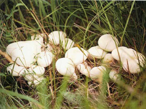 张家口张北坝上特产 草原玉伞 草原白口蘑 蘑菇 200g 包邮