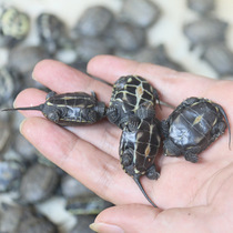 Chinese grass turtle small turtle living outer pond longevity turtle pet water turtle golden thread turtle couple tortoise turtle turtle turtle seedling