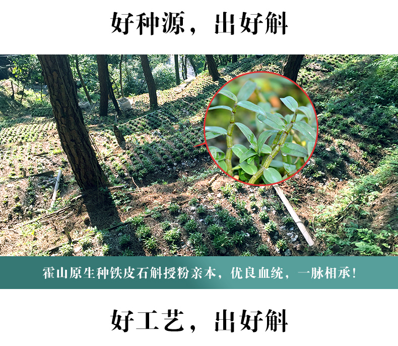 徽元三年野外种植霍山铁皮石斛枫斗20g