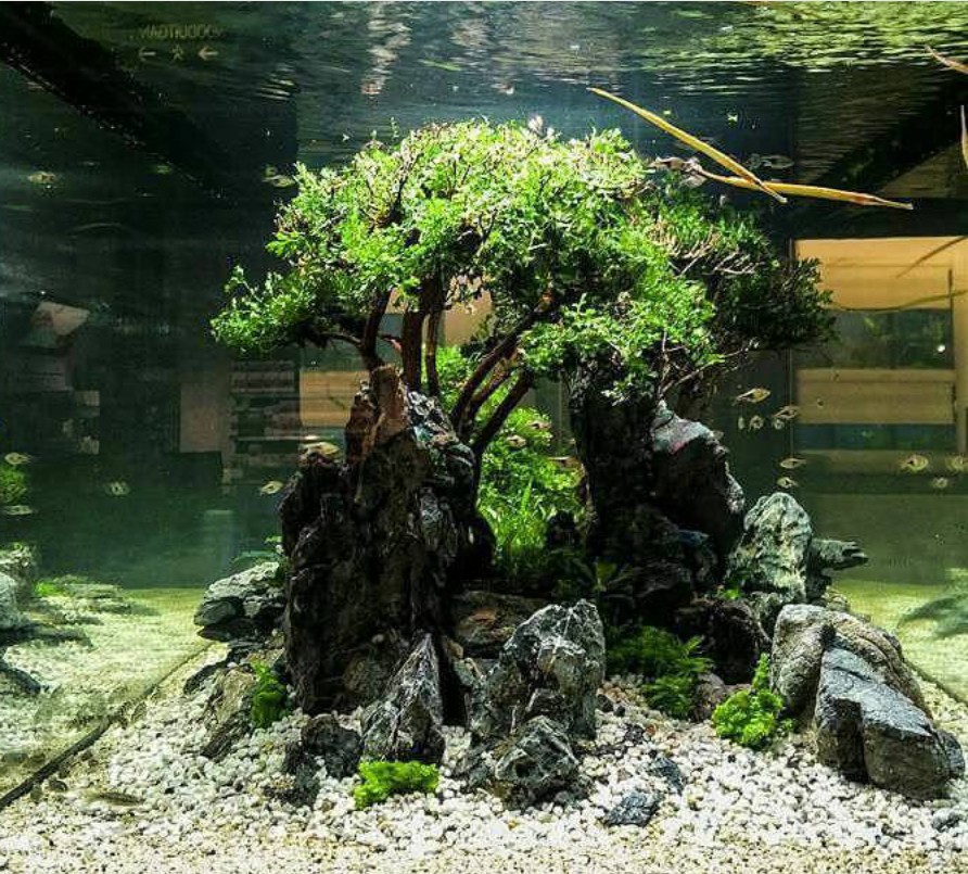 杜鹃根沉木莫斯树鱼缸水族箱水草造景装饰套餐沉木水草造景包邮