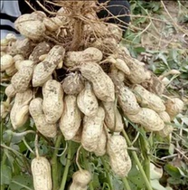 High-quality peanut seeds High-yield peanut seeds (Zhongnong Da Baisha)adaptable new species 2 pounds