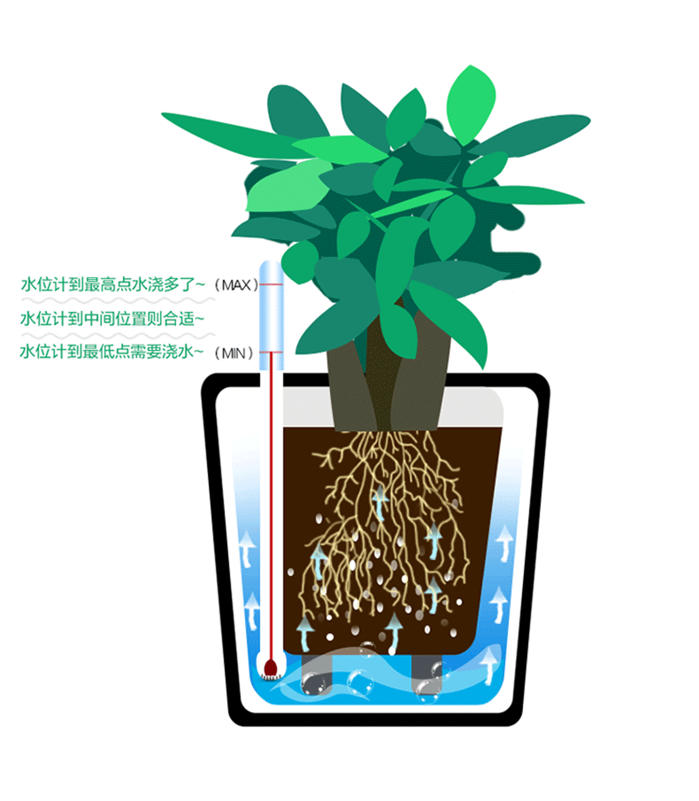 盆景 盆栽 植物 790_904 gif 动态图 动图