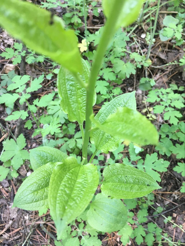 牛尾菜东北野生龙须菜野菜中草药植物芦笋种子种苗绿色蔬菜易活
