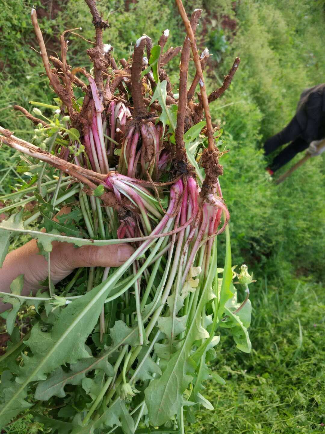 纯天然农家野生特级蒲公英根茶 婆婆丁带根干货中药材500g 包邮