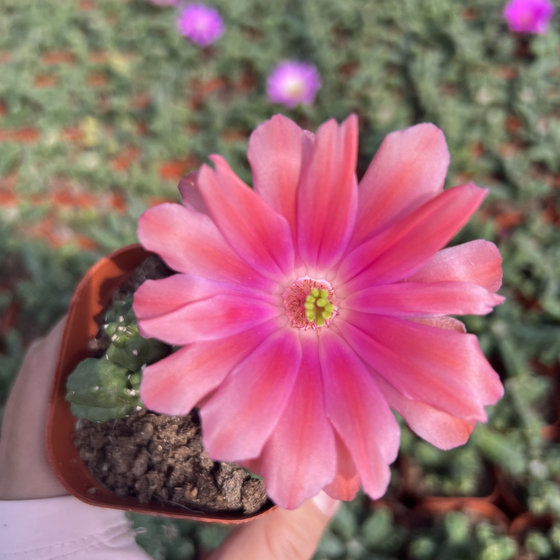 Narcissus Succulent Plant Combination Novice Pot Plant Balcony Indoor Green Plant Flower Plants Anti-radiation Formaldehyde Narcissus Succulent Plant Combination Novice Pot Plant Balcony Indoor Green Plant Flower Plants Anti-radiation Formaldehyde