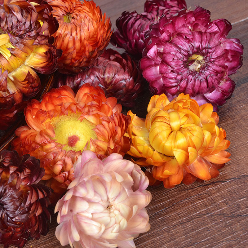 新货 西藏七彩菊 野生藏菊花 花草茶 正宗原产地 50克全国包邮