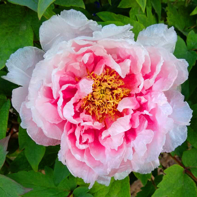 巴驰英粉色大花牡丹精品牡丹花苗菏泽牡丹苗可阳台盆栽可庭院地栽