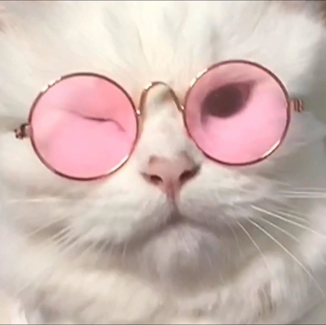猫咪天天舔毛食欲不振怎么办9