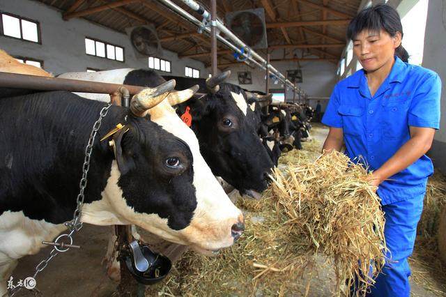 稻草喂牛学问多,稻草发酵与氨化哪个好